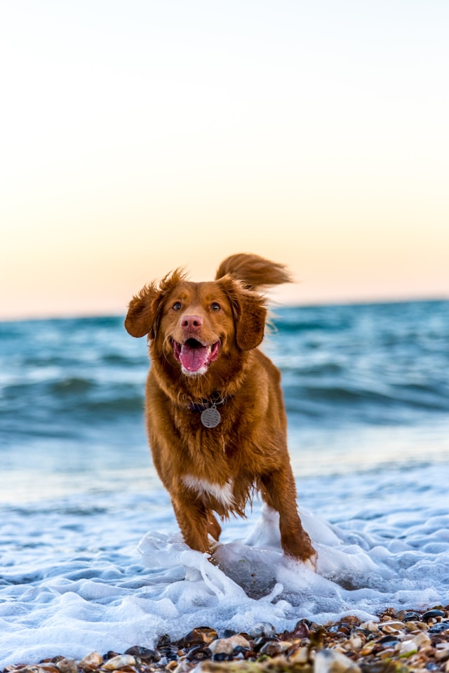 Canine Care Corner: Expert Advice on Keeping Your Dog Happy and Healthy